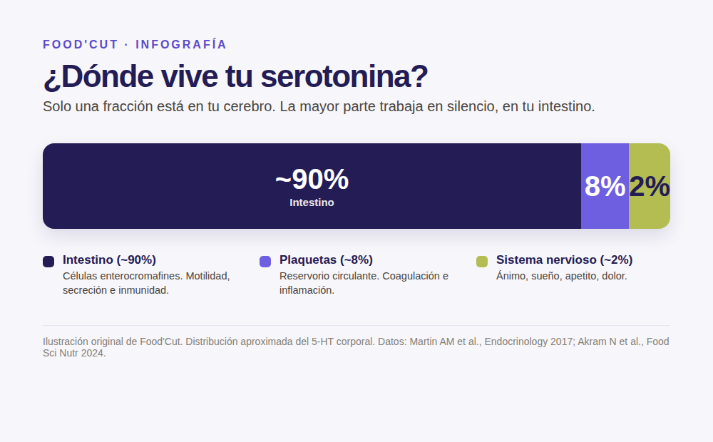 Infografía: dónde vive la serotonina en el cuerpo — 90% intestino, 8% plaquetas, 2% sistema nervioso